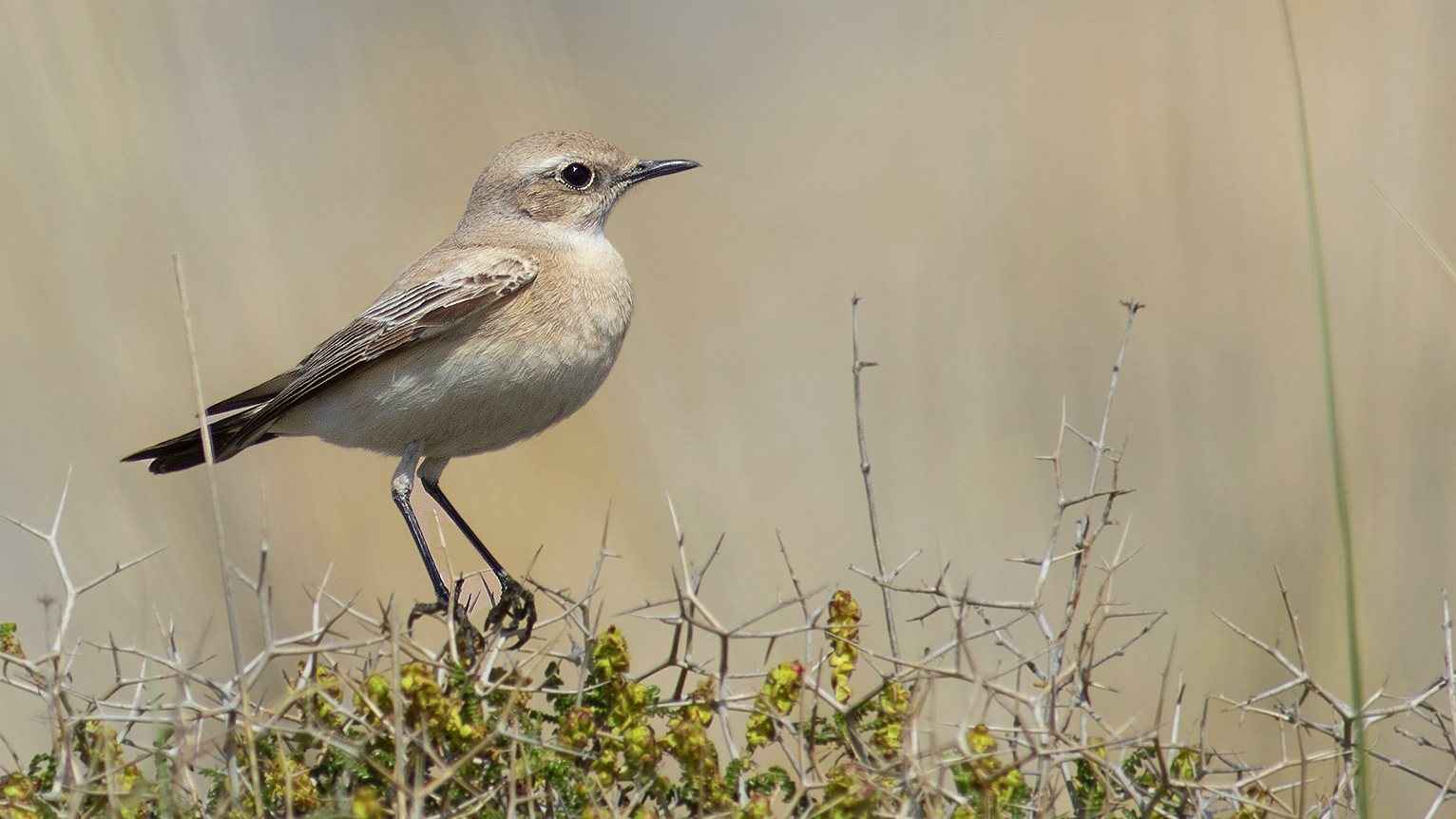 Desert Wheatear